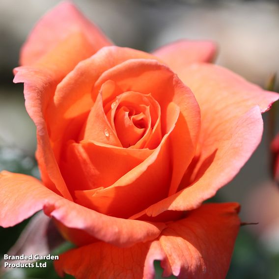 Rose 'Scent from Heaven'