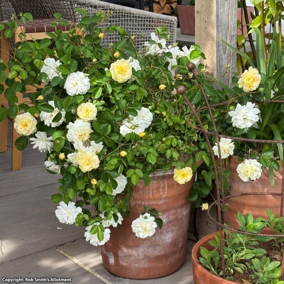 Rose 'Scentifall Lemon'