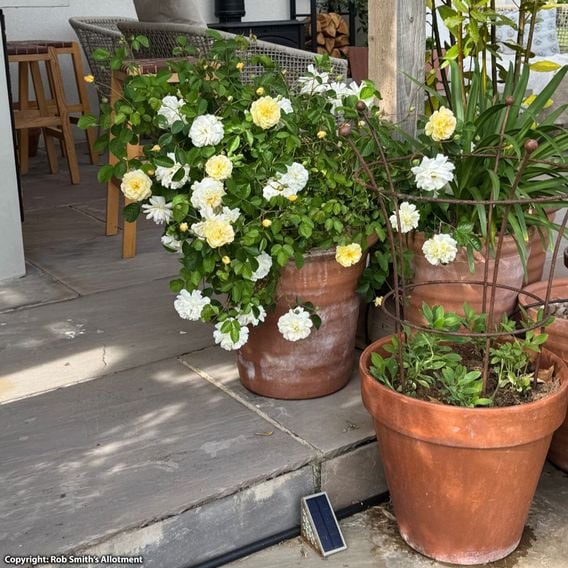 Rose 'Scentifall Lemon'