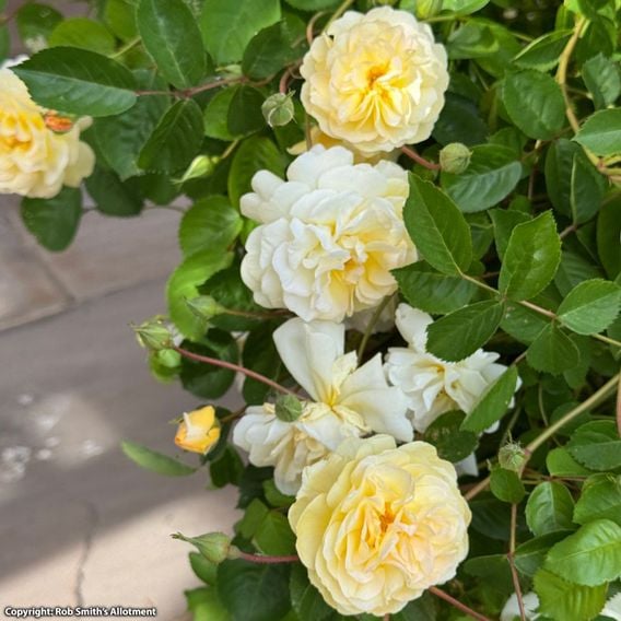 Rose 'Scentifall Lemon'