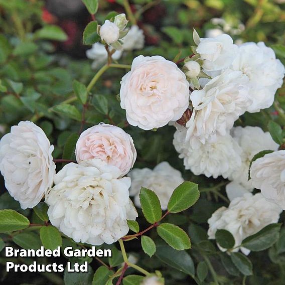 Rose 'Sea Foam' (Shrub Rose)