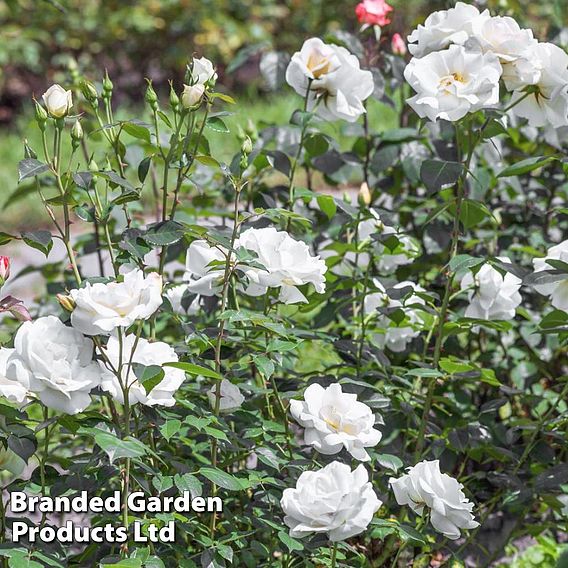 Rose 'Sea Foam' (Shrub Rose)