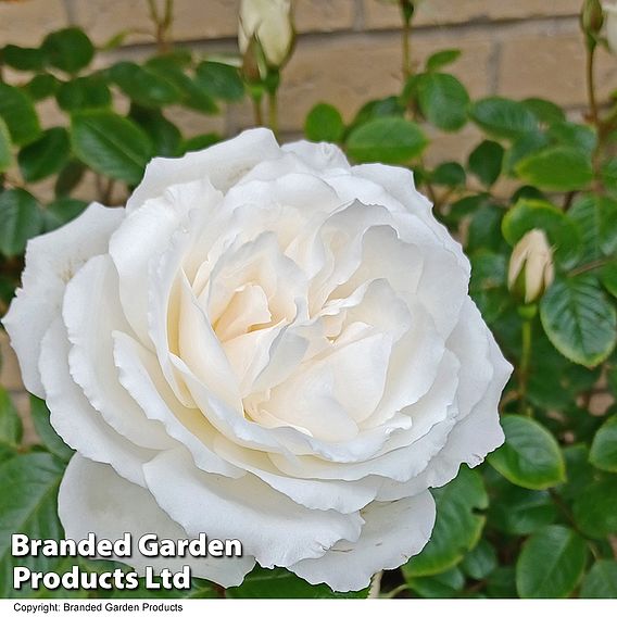 Rose 'Silver Anniversary' (Hybrid Tea Rose)