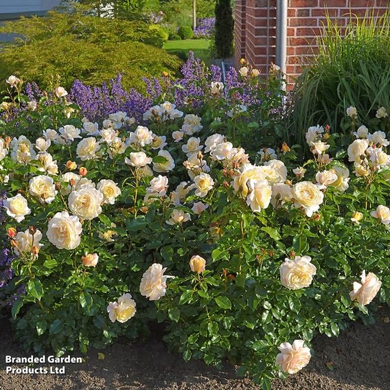 Rose 'Special Day' (Floribunda Rose)
