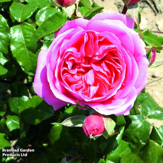 Rose 'Special Anniversary' (Hybrid Tea Rose)