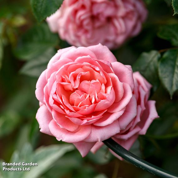 Rose 'Star Performer' (Climbing Rose)