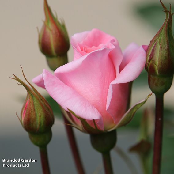 Rose 'Star Performer' (Climbing Rose)