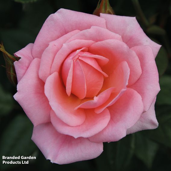 Rose '3-in-1' Collection (Climbing Rose)