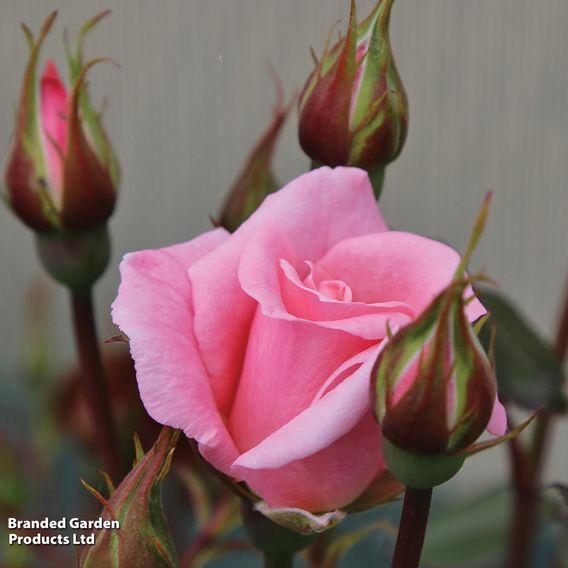 Rose 'Star Performer' (Climbing Rose)