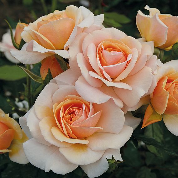 Rose 'Sweet Honey' (Floribunda Rose)