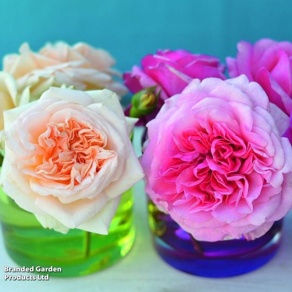 Rose 'Home Florist Timeless' Collection