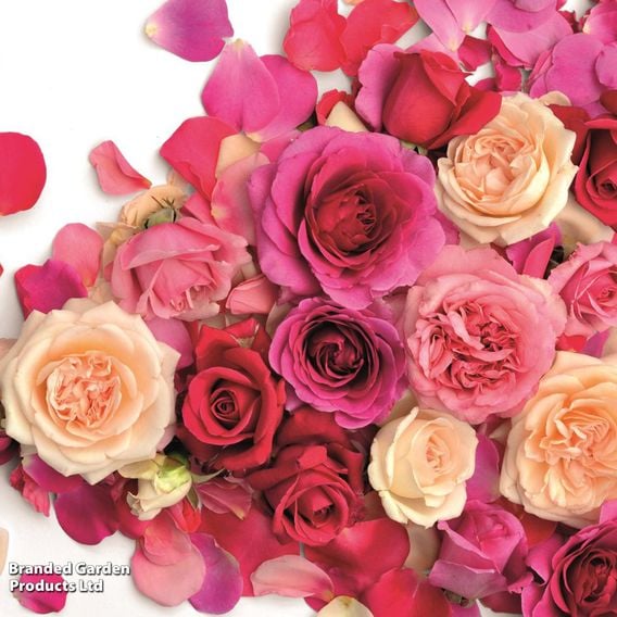 Rose 'Home Florist Timeless' Collection