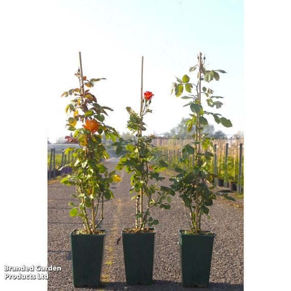Rose 'Westerland' (Shrub Rose)