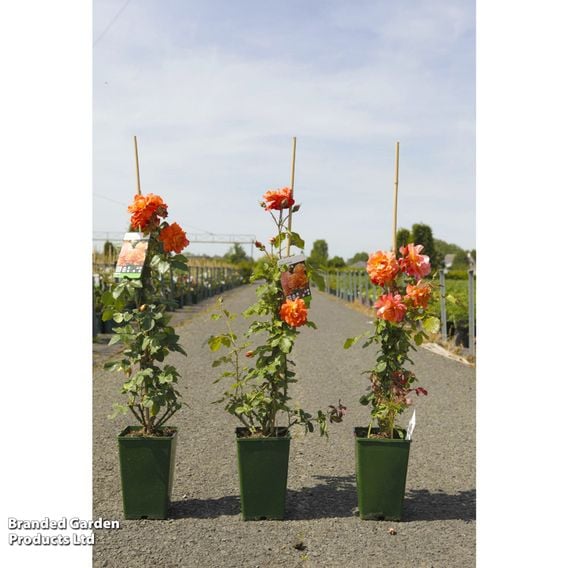 Rose 'Westerland' (Shrub Rose)