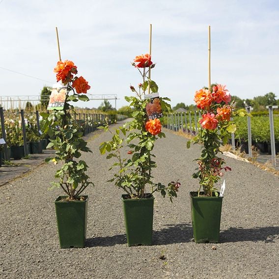 Rose 'Westerland' (Shrub Rose)