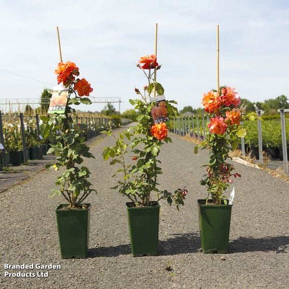 Rose 'Westerland' (Shrub Rose)