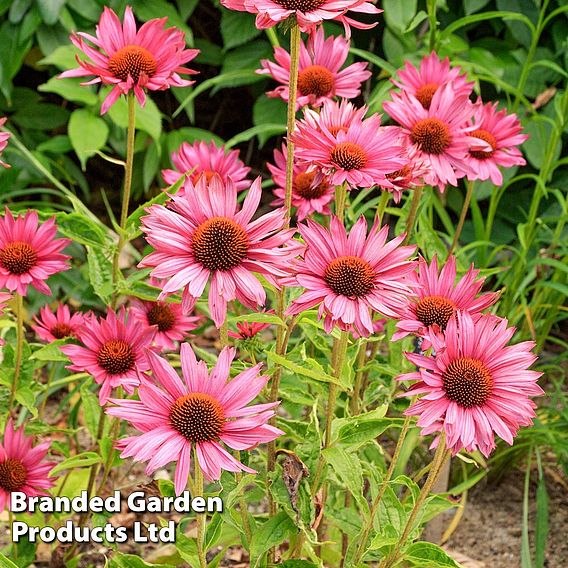 Echinacea 'Purpurea, Brilliant Star' - PredatorsSeeds