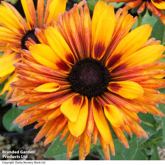 Rudbeckia 'Chim Chiminee' - Seeds