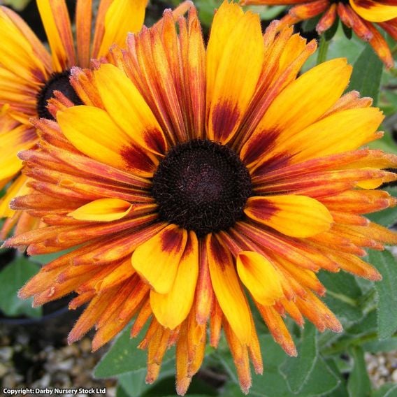 Rudbeckia 'Chim Chiminee' - Seeds