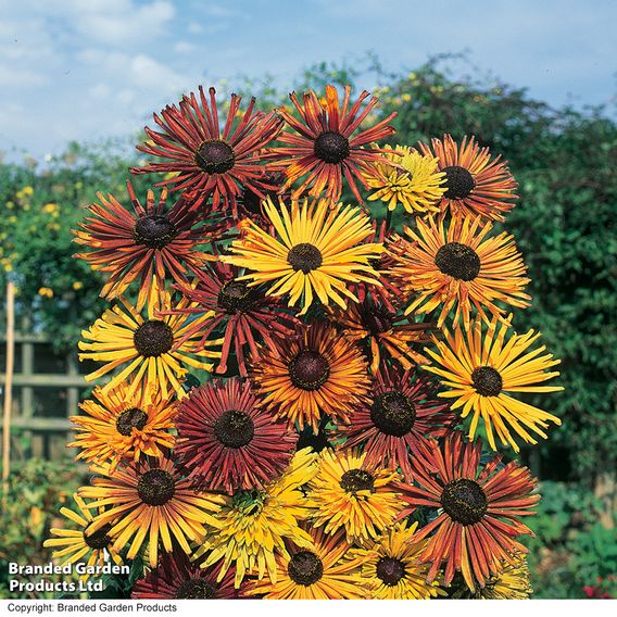 Rudbeckia 'Chim Chiminee' - Seeds