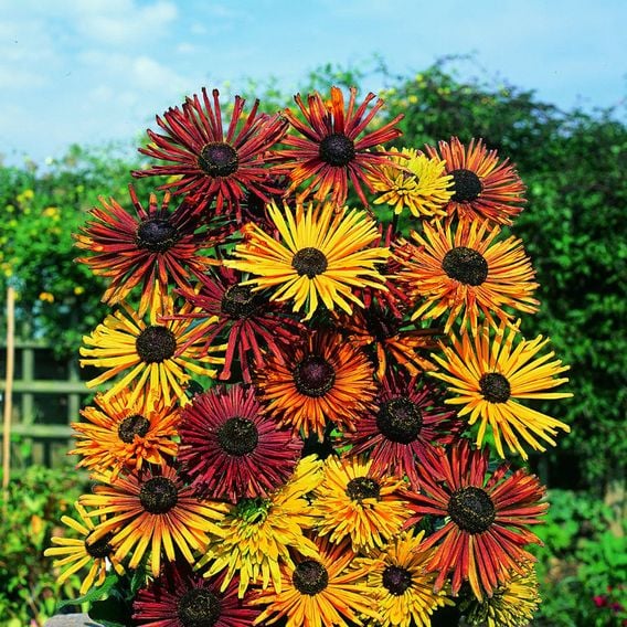 Rudbeckia 'Chim Chiminee' - Seeds