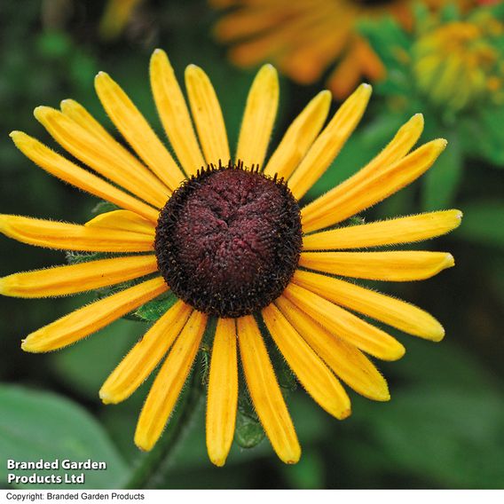 Rudbeckia 'Chim Chiminee' - Seeds