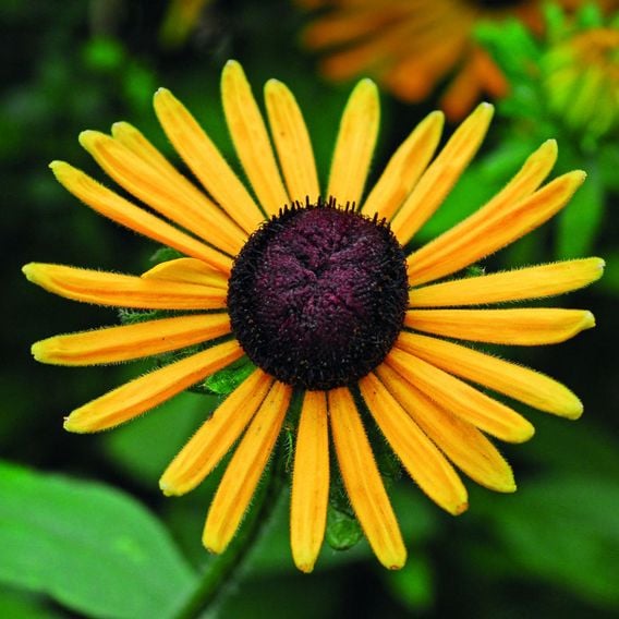 Rudbeckia 'Chim Chiminee' - Seeds