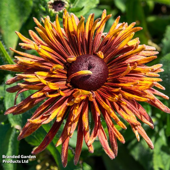 Rudbeckia 'Chim Chiminee' - Seeds