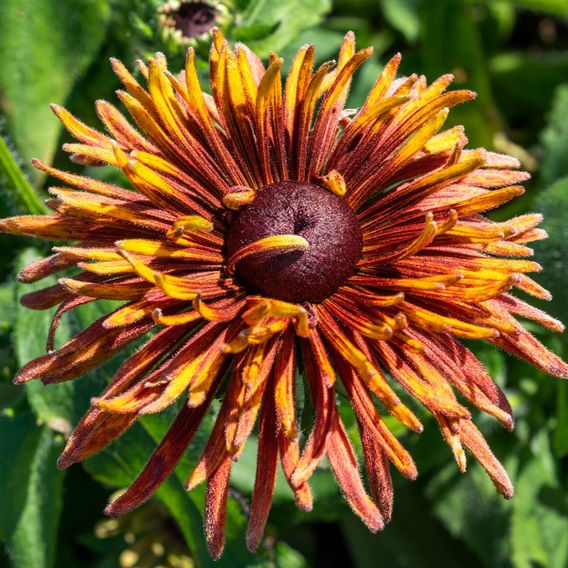 Rudbeckia 'Chim Chiminee' - Seeds