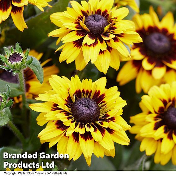 Rudbeckia 'Enchanted Cosmic Eye'