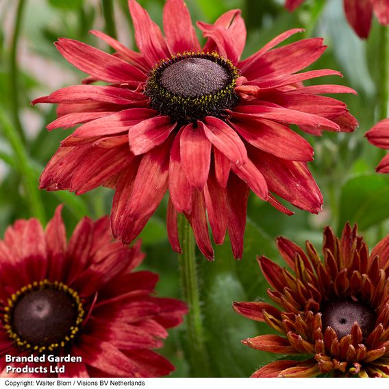 Rudbeckia 'Enchanted Ruby Crush'