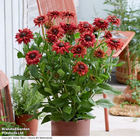 Rudbeckia 'Enchanted Ruby Crush'