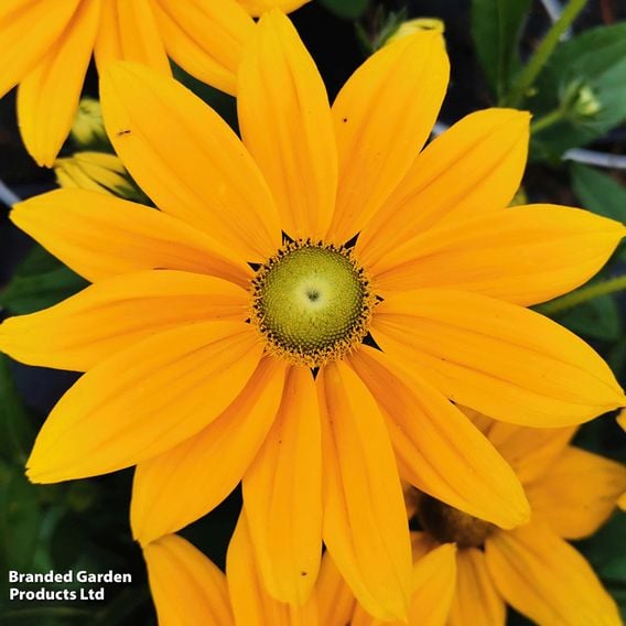 Rudbeckia x hybrida 'Summerdaisy's Golden Sun'