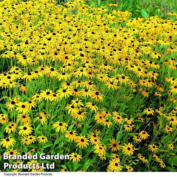 Rudbeckia fulgida var sullivantii 'Goldsturm'