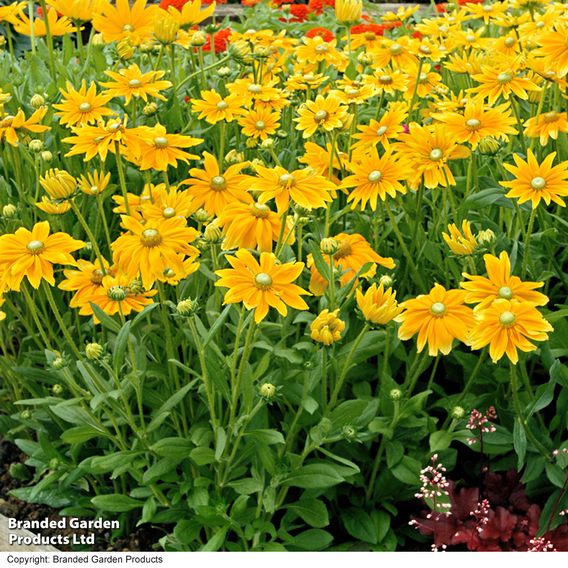 Rudbeckia hirta 'Prairie Sun'