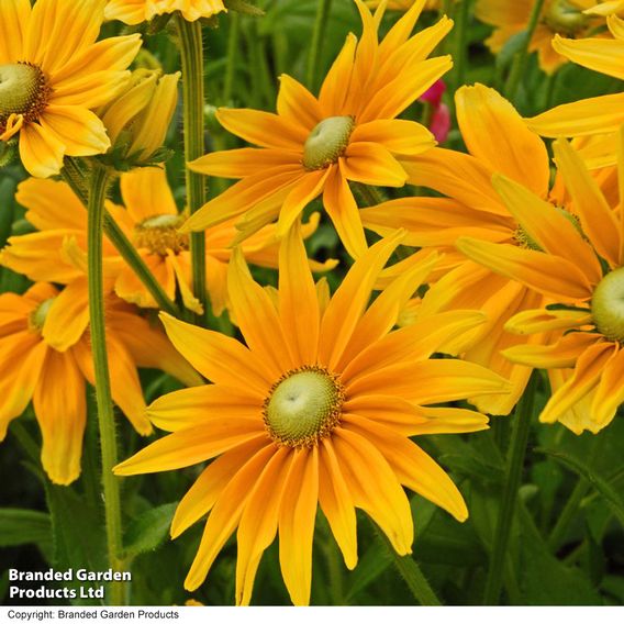 Rudbeckia hirta 'Prairie Sun'