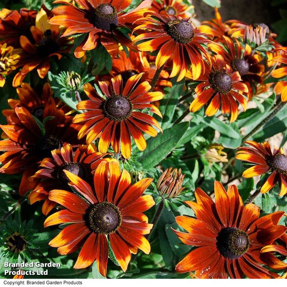 Rudbeckia 'Rustic Dwarf Mix' - Predator Seeds