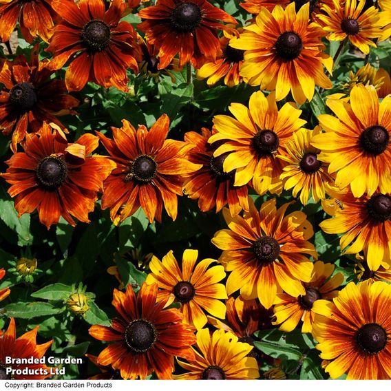Rudbeckia 'Rustic Dwarf Mix' - Predator Seeds
