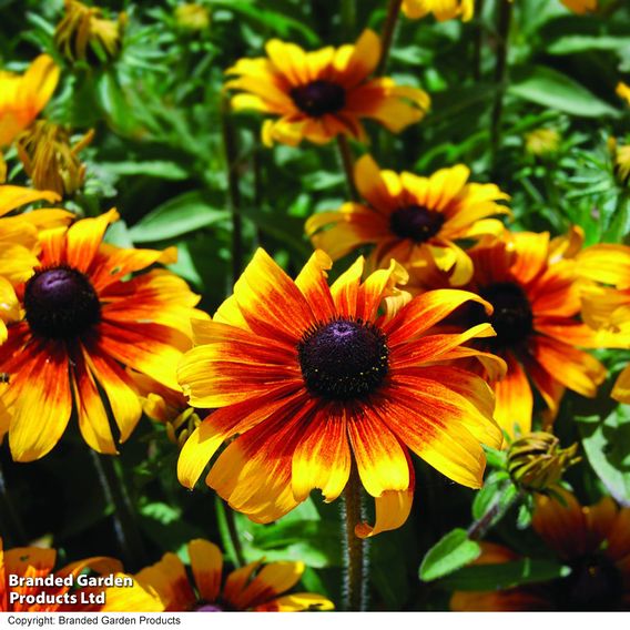 Rudbeckia 'Rustic Dwarf Mix' - Predator Seeds
