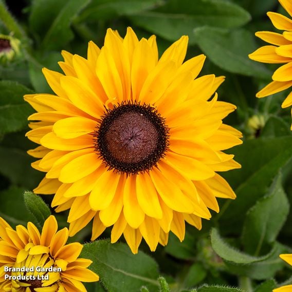 Rudbeckia hirta 'SmileyZ Big Cheerleader'