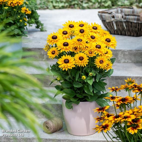 Rudbeckia hirta 'SmileyZ Big Cheerleader'