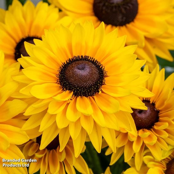Rudbeckia hirta 'SmileyZ Big Cheerleader'