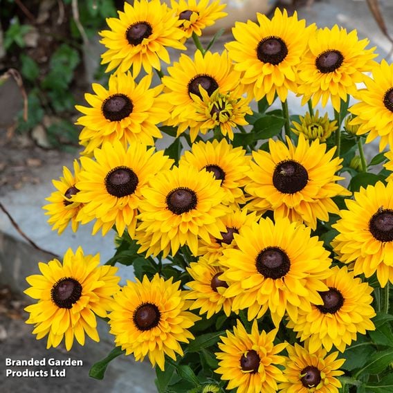 Rudbeckia hirta 'SmileyZ Big Cheerleader'