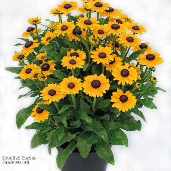 Rudbeckia 'Summerdaisy's Ping Pong'