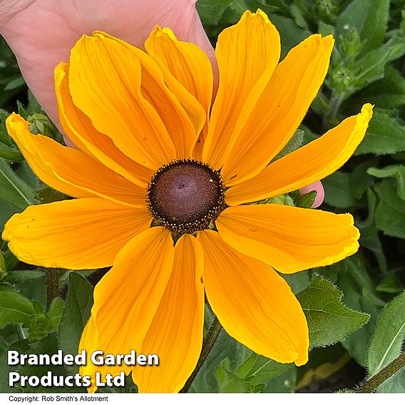 Rudbeckia 'Viviani' - Seeds