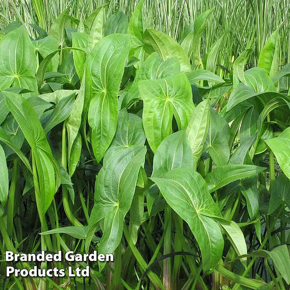 Sagittaria latifolia (Marginal Aquatic)