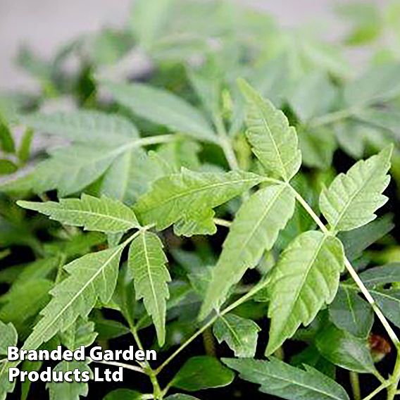 Beef and Onion Plant - Seeds