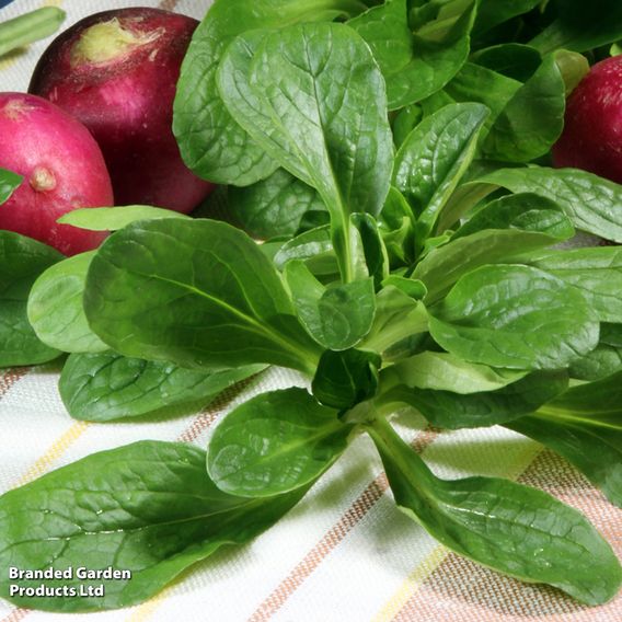 Corn Salad 'Lambs Lettuce' - Seeds