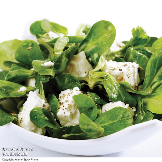 Corn Salad 'Lambs Lettuce' - Seeds