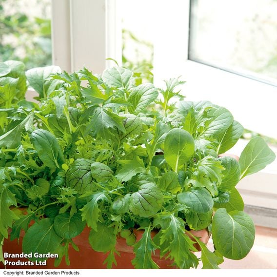 Leaf Salad 'Spicy Mix' - Gourmet Veg Seeds